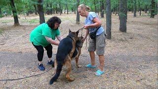 Puppies coming soon! Spectacular German Shepherds Alfons and Elsa. Odessa. Ukraine.