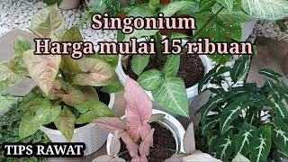 Singonium Tanaman kebon yang lagi hits. nama, harga dan tips rawat