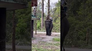 Bengal Safari Park #youtubeshorts #travel #shorts