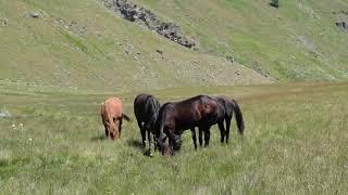 Caucasus Mountains - Life near Elbrus