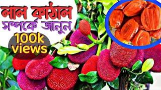 Have you ever seen red Jackfruit? Learn about the red jackfruit. Lal Kathal. Red Jackfruit