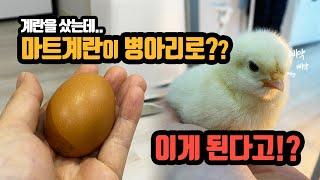 마트에서 사온 계란으로 병아리 부화시키기. 가능할까? I bought fertilized eggs at the market. Is it possible to hatch it?