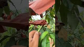 grafting, grafting method #grafting #garden #gardening