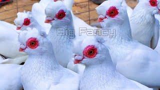 Amazing Most Beautiful Breeding Fancy Pigeons & pigeon farm - fancy pigeon loft