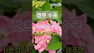 캔두 수국 사계절 내내 꽃이 피는 바법같은 수국 렛츠댄스 시리즈 #정원가꾸기 #수국꽃 #수국키우기