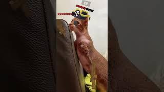 Ok i won  #cat #dinocattutu#猫#catvideo