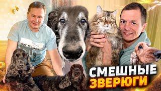 ДВОЙНОЕ СЧАСТЬЕ! КАК СОБАКИ И КОШКИ ВЛИЯЮТ НА ЖИЗНЬ ЧЕЛОВЕКА?