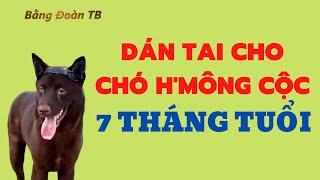 Dán Tai Chó H'mông Cộc Đuôi Lần 1 / Bằng Đoàn TB