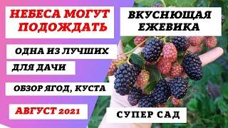 Ежевика Небеса могут подождать- очень вкусный сорт ежевики. Обзор ягод и роста куста на даче.