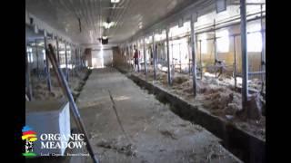 Cows coming into the barn - Organic Meadow Co-op member Vice Family