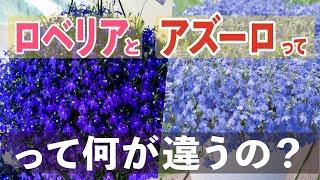 ロベリアとアズーロコンパクト（サントリー）の違い