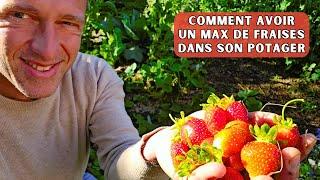 FRAISES AU POTAGER - Retour sur mes 2 fraiseraies de la plantation aux récoltes