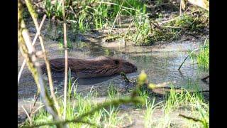 Beavers return to Enfield after 400 year absence