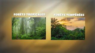 2 mn pour comprendre, la forêt tropicale