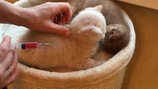 Подкожные инъекции кошке