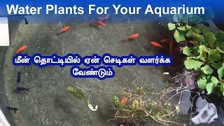 Aquarium Plants for Fish Tanks | Vedha Fish Farm