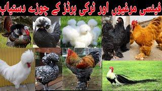 Fancy Hen Chikes & Turkey Chikes Available Cargo all over the pakistan