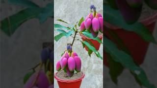 grow mango tree from cutting #shorts