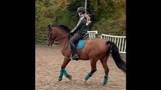 Harley-Dressage Schoolmaster