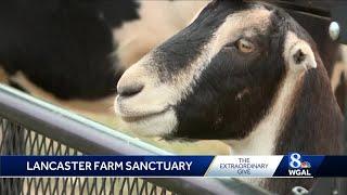 Extraordinary Give spotlight: Lancaster Farm Sanctuary is home to dozens of rescued animals