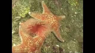 When sea stars attack! See the incredible way this anemone escapes predatory sea stars.