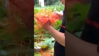 Страшный сон спиннингиста  #рыбалка #рыбалкаудалась #рыбалка2023 #shorts  #жиза