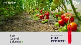 Tuta Protect ® Tomato leafminer (Tuta Absoluta) biocontrol