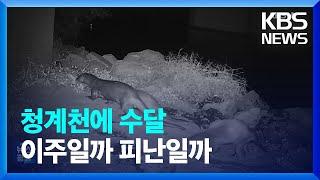 청계천까지 올라온 수달…피난이냐 이주냐 / KBS  2024.03.18.