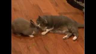 CUTE CAT LOVES LITTLE RABBIT