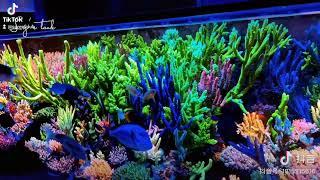 reef tank inspiration