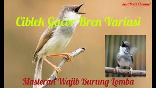 Masteran ciblek gacor bren variasi | masteran burung lomba