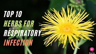 Top 10 Herbs For Respiratory Infection | Blissed Zone