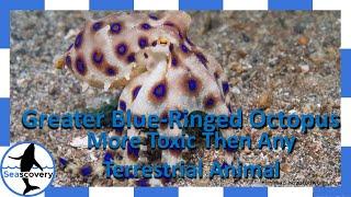 Venomous Greater Blue-Ringed octopus (Hapalochlaena lunulata)