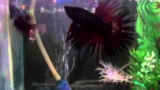 Giovani coppie di Betta splendens Crown red copper e black orchid