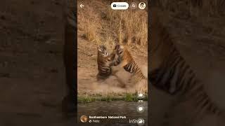 tiger vs tiger fight ️#shorts #viralvideo #youtubevideo