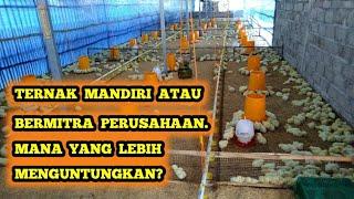 Ternak Ayam Broiler Mandiri atau Ikut Perusahaan