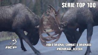 Vidéo Orignal Combat d'orignaux Alaska