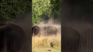 Jim Corbett Ramnagar Elephants