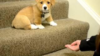 Practicing stairs with corgi puppy