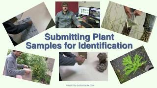 Submitting Plant Samples for Identification