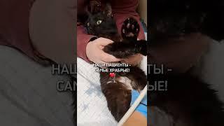 В клинике Чеширский кот стараемся найти (и ведь находим!) подход даже к самым пугливым пациентам!