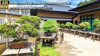 The Omiya Bonsai Art Museum in Japan in May 2024 ~大宮盆栽美術館~ [4K HDR]