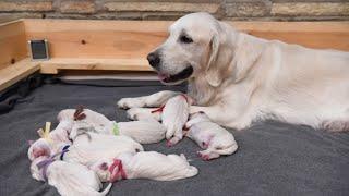 Mother Labrador Waking Up Her Pups For Dinner Time