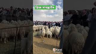 সৌদি আরবে কুরবানির ছাগল বা ভেরা যেইভাবে বিক্রি করা হয়