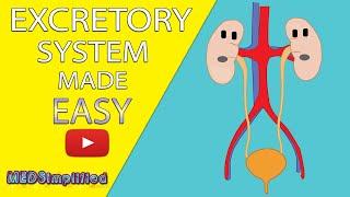 HUMAN EXCRETORY SYSTEM Made Easy - Human Urinary System Simple Lesson