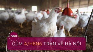 Dịch cúm A/H5N6 tràn về Hà Nội | VTC Now