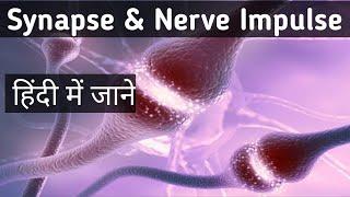 Neuron Nerve Impulse & Synapse | Synaptic transmission kya hai in hindi