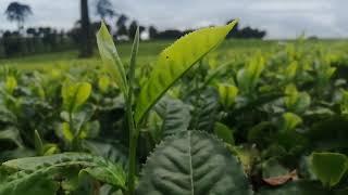 Two leaves and a bud