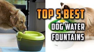 Top 5 Best Dog Water Fountains