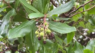 Strawberry tree - young fruit & leaves - March 2025